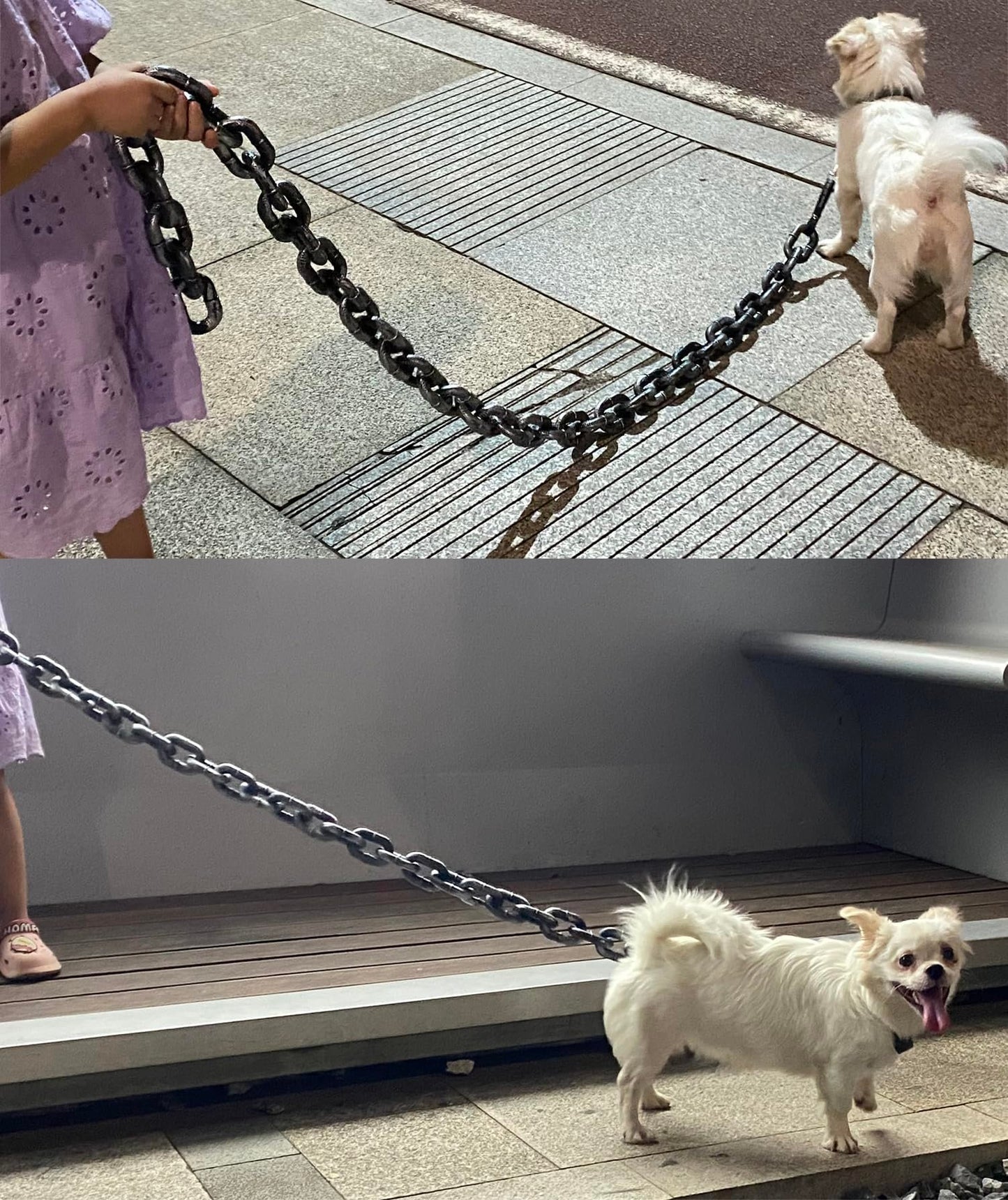 🐶The Chain Paws - 2024 Funniest Pet Chain🔒